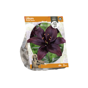 Lilium Asiatic Black (SP) per 2 - BP222350