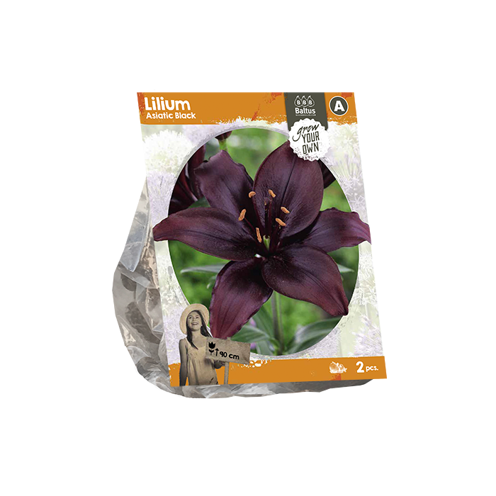 Lilium Asiatic Black (SP) per 2 - BP222350