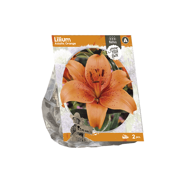 Lilium Asiatic Orange (SP) per 2 - BP222360
