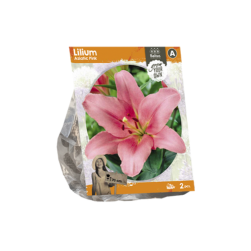 Lilium Asiatic Pink (SP) per 2 - BP222370