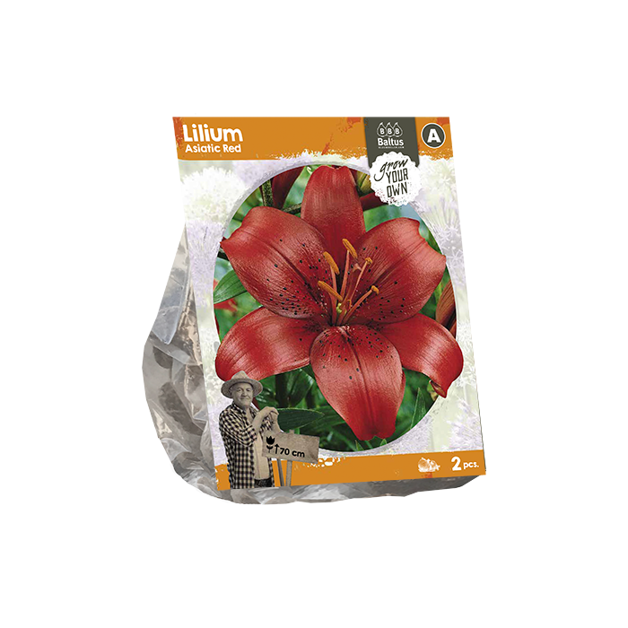 Lilium Asiatic Red (SP) per 2 - BP222380