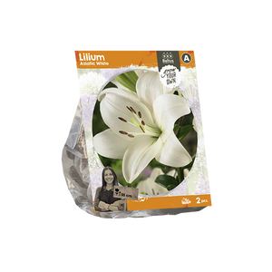 Lilium Asiatic White (SP) per 2 - BP222390