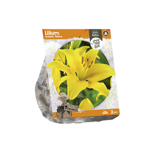 Lilium Asiatic Yellow (SP) per 2 - BP222400