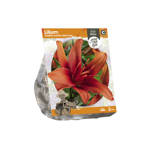 Lilium Double Asiatic Red Twin (SP) per 2 - BP222420