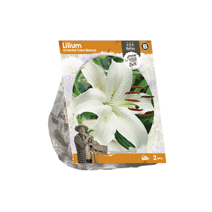 Lilium Oriental Casa Blanca (SP) per 2 - BP222430