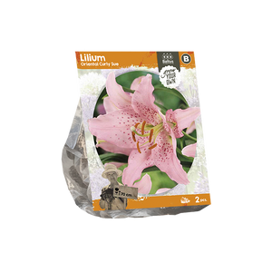 Lilium Oriental Curly Sue (SP) per 2 - BP222440