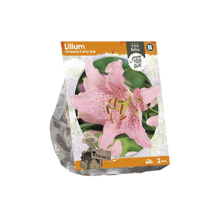 Lilium Oriental Curly Sue (SP) per 2 - BP222440