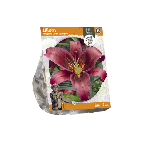 Lilium Oriental Gran Tourismo (SP) per 2 - BP222450