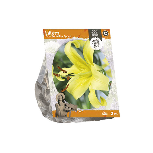 Lilium Oriental Yellow Space (SP) per 2 - BP222480