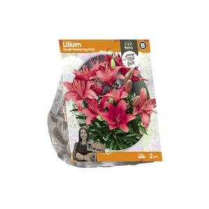 Lilium Small-flowering Pink (SP) per 2 - BP222500