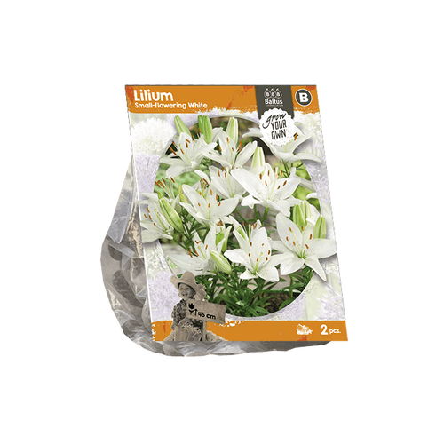 Lilium Small-flowering White (SP) per 2 - BP222520