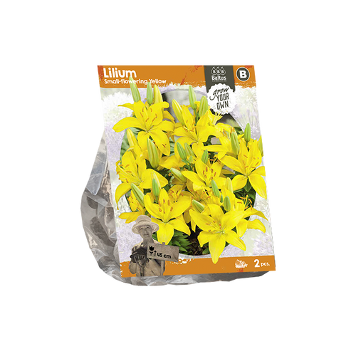 Lilium Small-flowering Yellow (SP) per 2 - BP222530