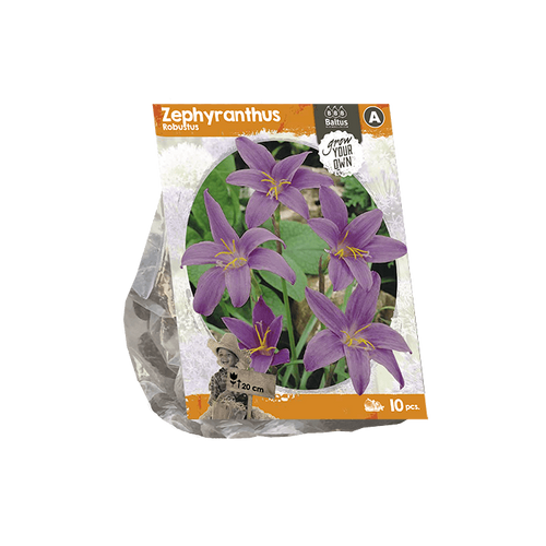 Zephyranthus Robustus (SP) per 10 - BP222560