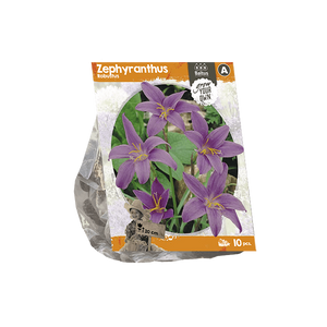 Zephyranthus Robustus (SP) per 10 - BP222560