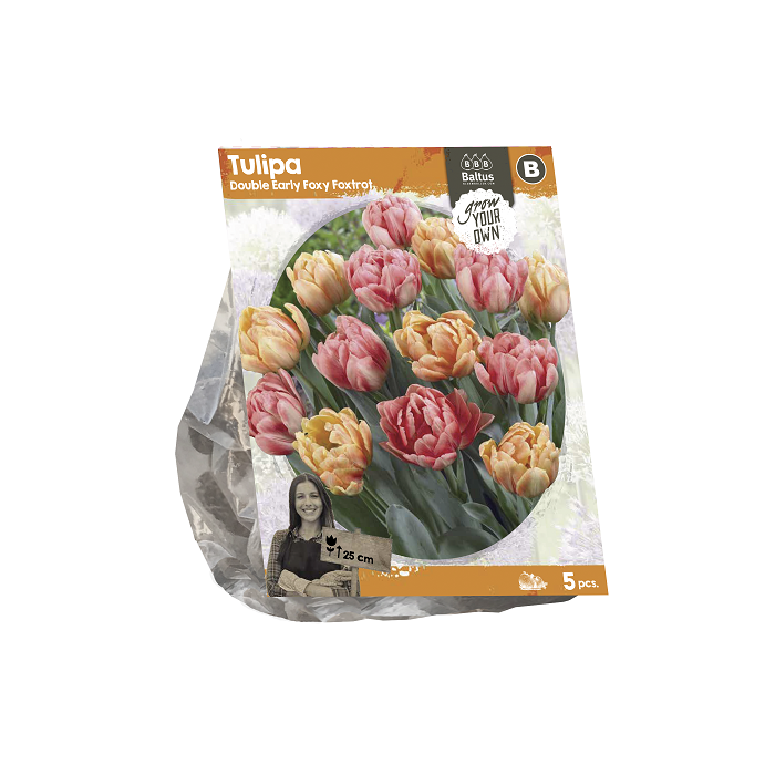 Tulipa Double Early Foxy Foxtrot (SP) per 5 - BA325155