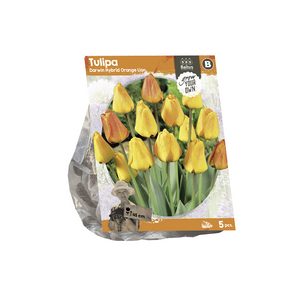 Tulipa Darwin Hybrid Orange Lion (SP) per 5 - BA325125