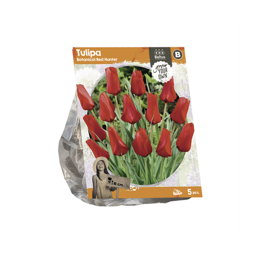 Tulipa Botanical Red Hunter (SP) per 5 - BA324995