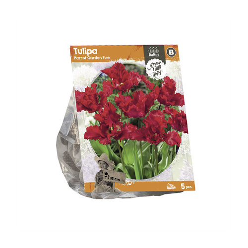 Tulipa Parrot Garden Fire (SP) per 5 - BA325345