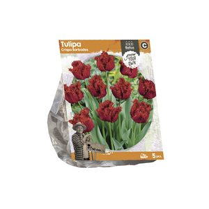 Tulipa Crispa Barbados (SP) per 5 - BA325005