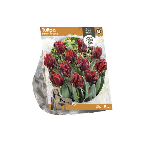 Tulipa Parrot Rococo (SP) per 5 - BA325365