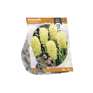 Hyacinth City of Haarlem (SP) per 3 - BA324445