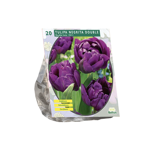 Tulipa Dubbel Laat Negrita Double per 20 - BA302045