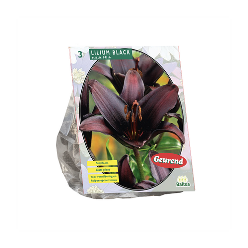 Lilium Black per 3 - BA300990