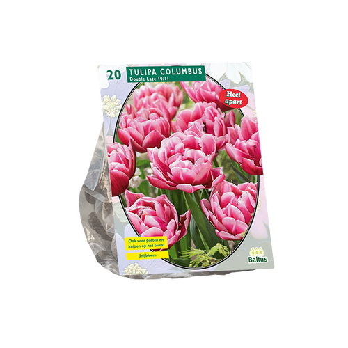 Tulipa Dubbel Laat Columbus per 20 - BA302125