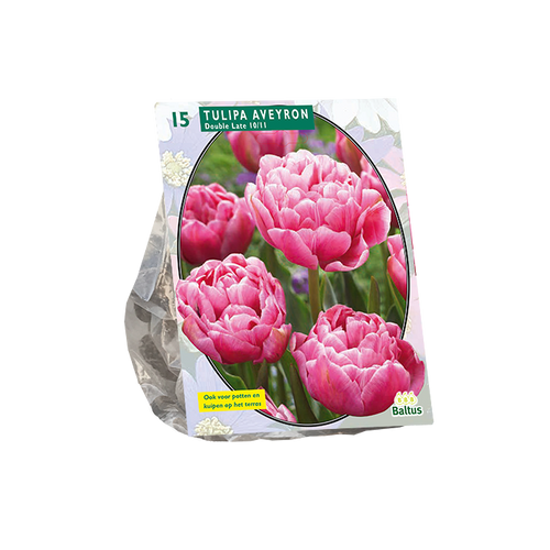 Tulipa Dubbel Laat Aveyron per 15 - BA302035