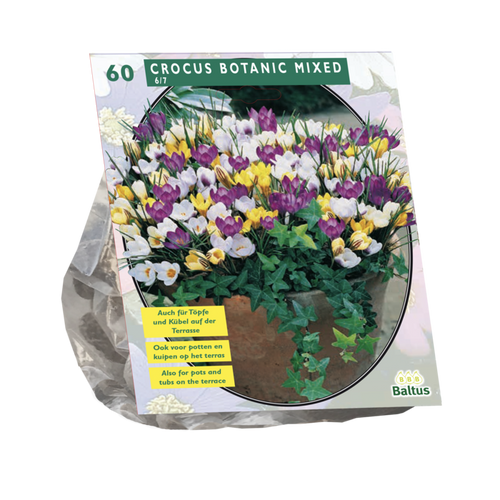 Crocus Botanisch, Mix per 60 - BA300401