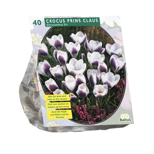 Crocus Chrysanthus Prins Claus per 40 - BA300431