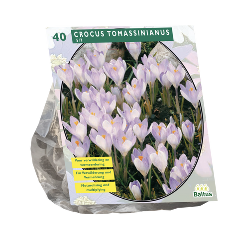 Crocus Tomassinianus per 40 - BA300451