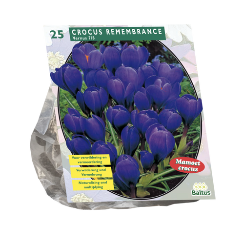 Crocus Grootbloemig, Blauw per 25 - BA300461