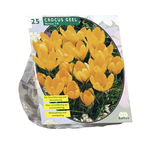 Crocus Grootbloemig, Geel per 25 - BA300471