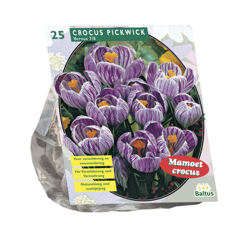 Crocus Grootbloemig, Gestreept per 25 - BA300481