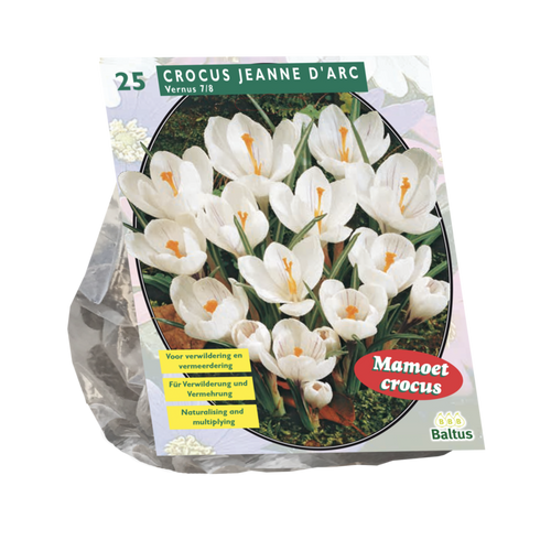 Crocus Grootbloemig, Wit per 25 - BA300491