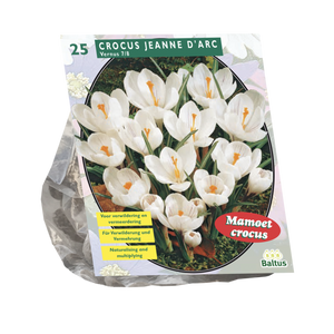 Crocus Grootbloemig, Wit per 25 - BA300491