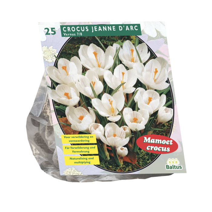 Crocus Grootbloemig, Wit per 25 - BA300491