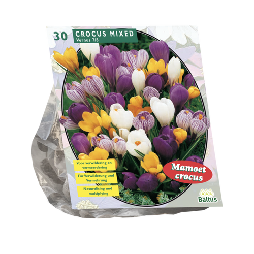 Crocus Grootbloemig, Mix per 30 - BA300501