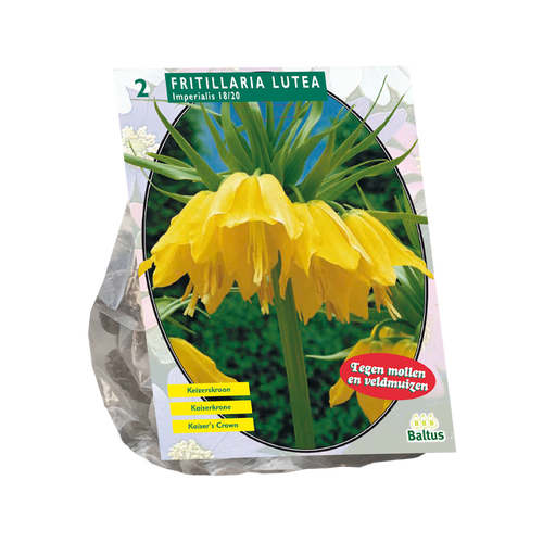 Fritillaria Imperialis Lutea per 2 - BA300651