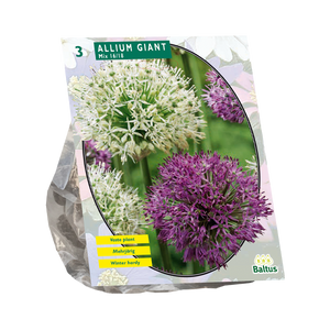 Allium Giant Mix per 3 - BA300045