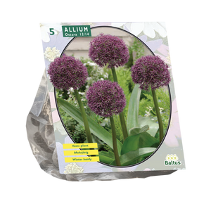 Allium Ostara per 5 - BA300135