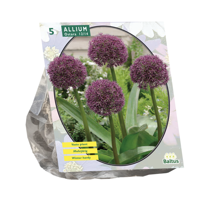 Allium Ostara per 5 - BA300135