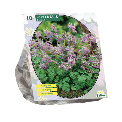 Corydalis Solida per 10 - BA300365