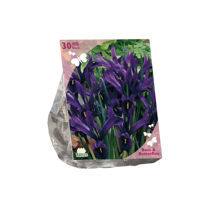 Bees & Butterflies - Iris Reticulata, Blauw per 30 - BA303270
