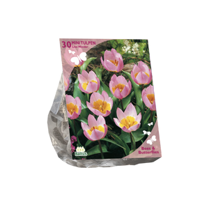 Bees & Butterflies - Tulipa Bakari Lilac Wonder per 30 - BA303340