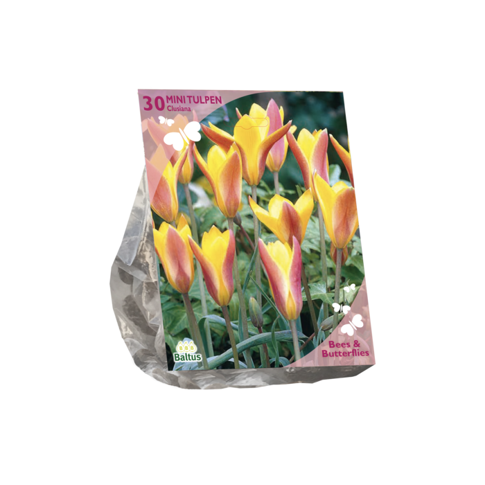 Bees & Butterflies - Tulipa Clusiana var. Chrysantha per 30 - BA303350