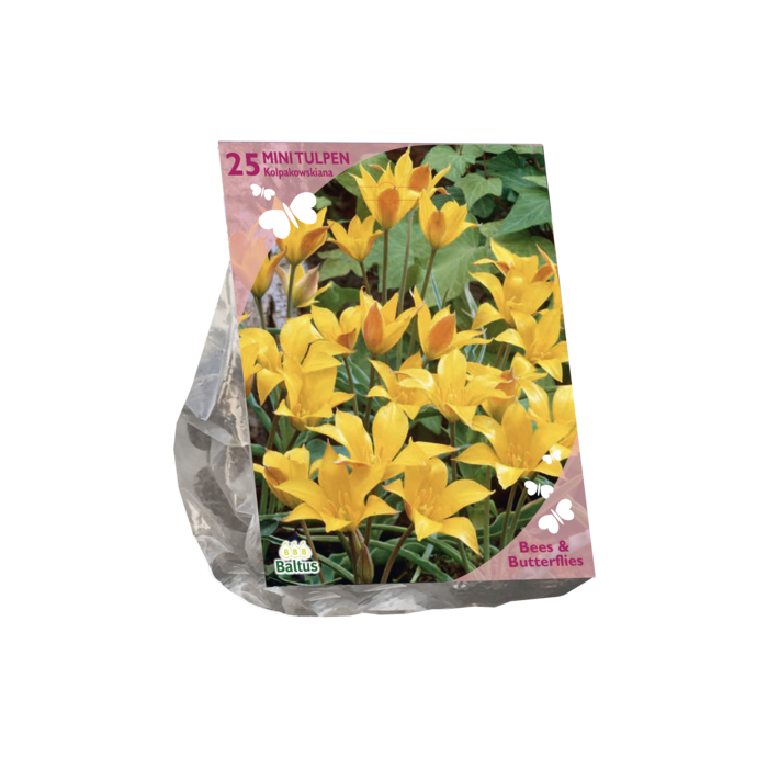 Bees & Butterflies - Tulipa Kolpakowskiana per 25 - BA303360