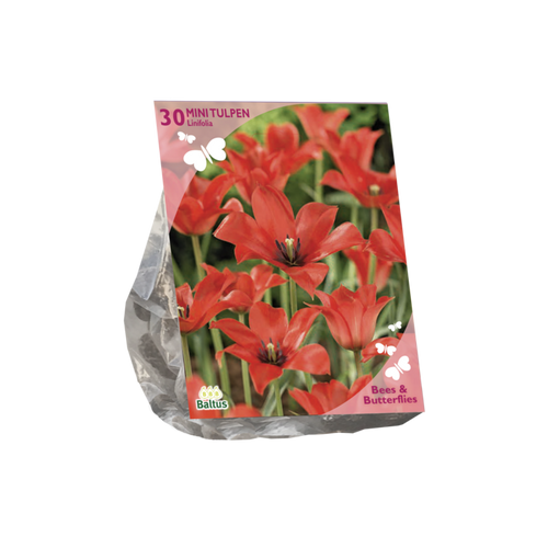 Bees & Butterflies - Tulipa Linifolia per 30 - BA303370