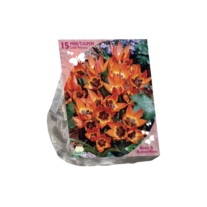 Bees & Butterflies - Tulipa Little Princess per 15 - BA303390